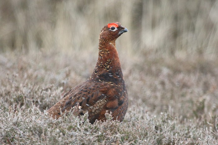 Red Grouse