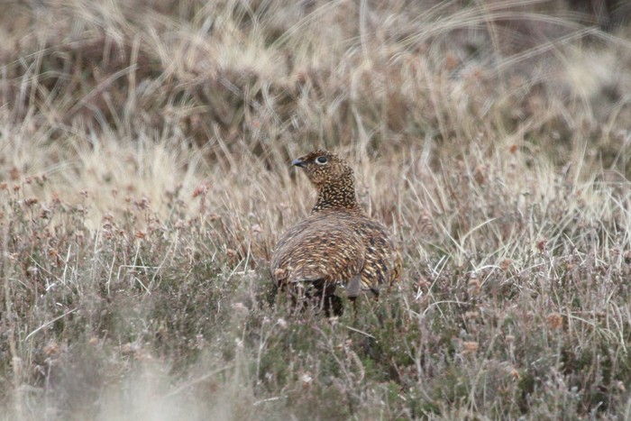 Red Grouse