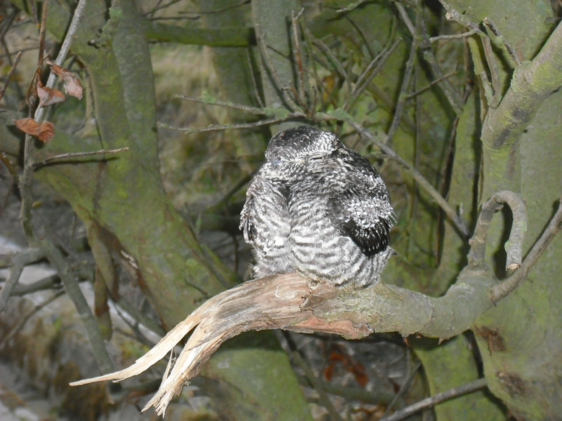 Common Nighthawk