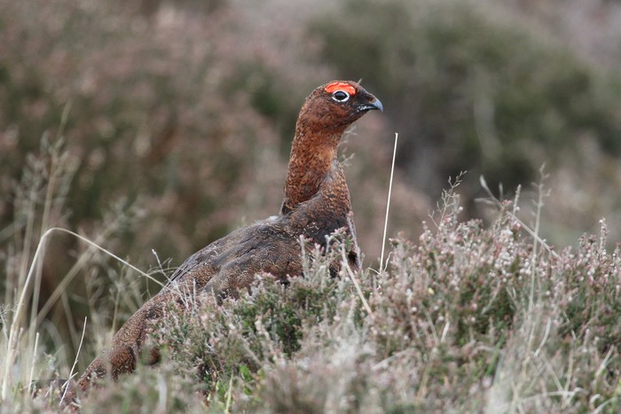 Red Grouse