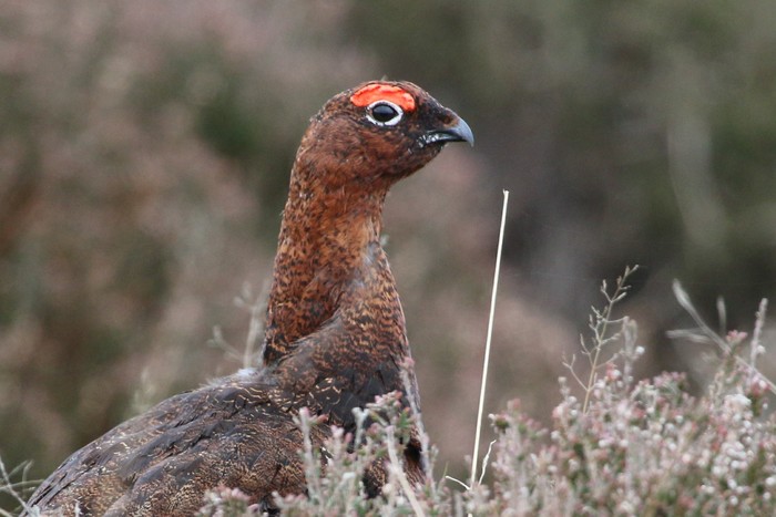Red Grouse