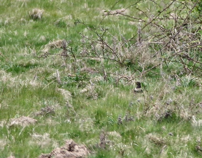 Ring Ouzel