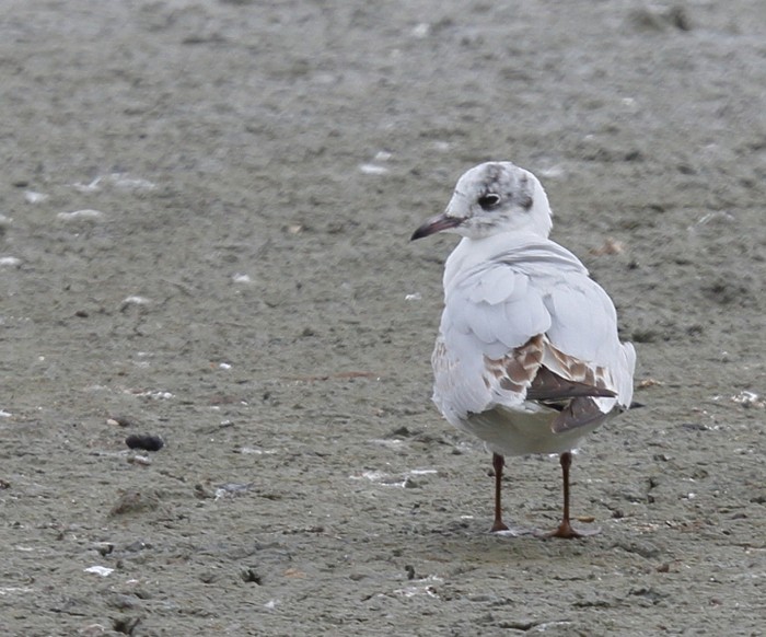 Black-headed Gull