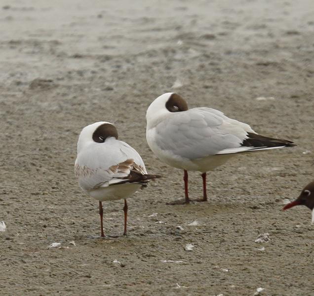 Black-headed Gull