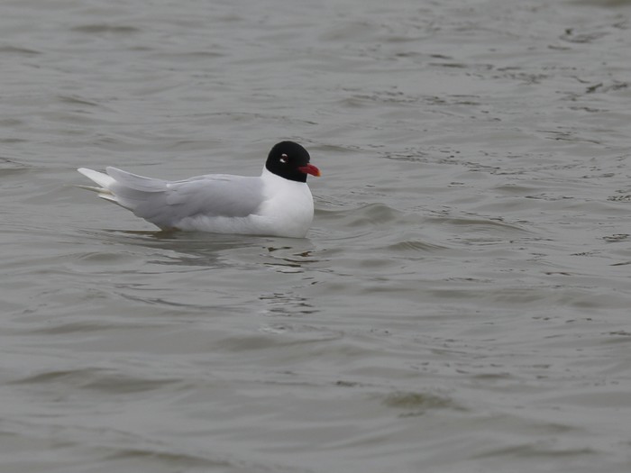 Mediterranean Gull