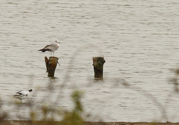 Common Gull