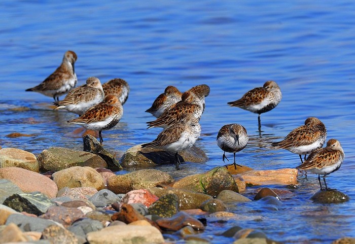 Dunlin