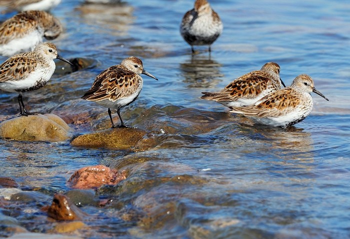 Dunlin