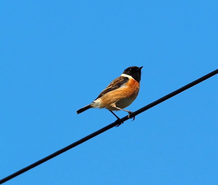 Stonechat 