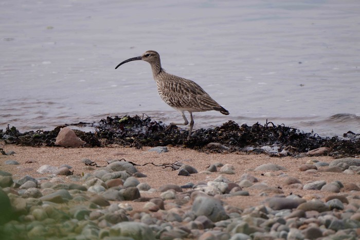 Whimbrel