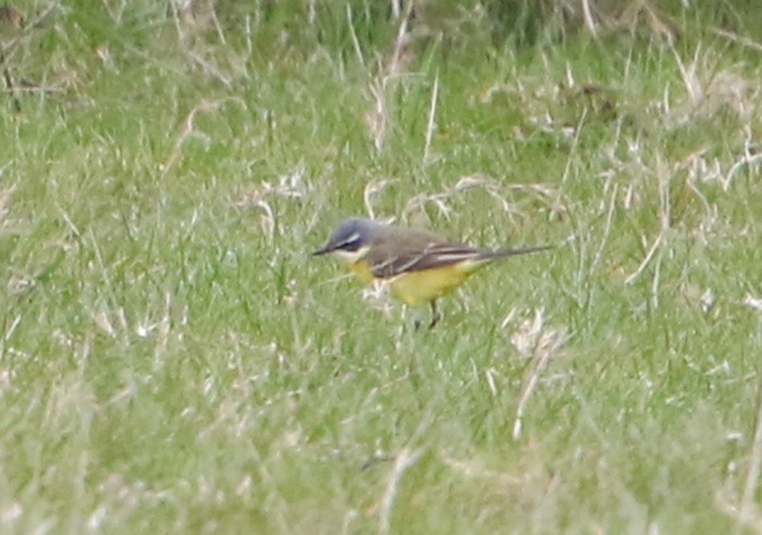 Spanish Wagtail