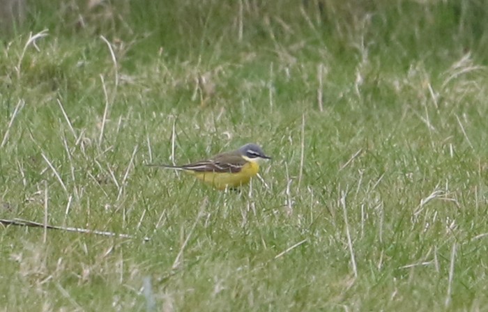 Spanish Wagtail