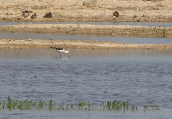 Black-winged Stilt