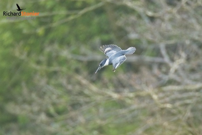 Belted Kingfisher