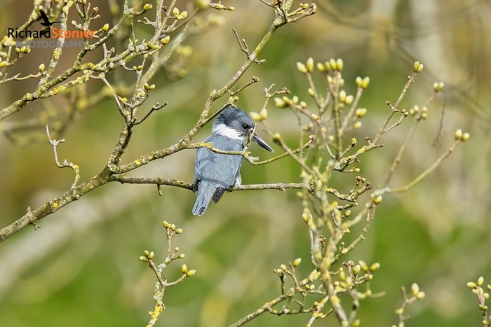 Belted Kingfisher