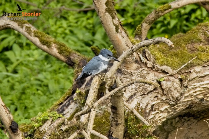 Belted Kingfisher