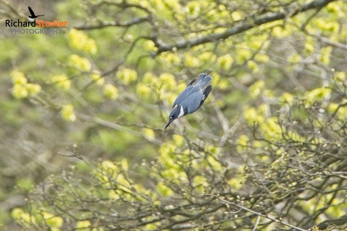 Belted Kingfisher