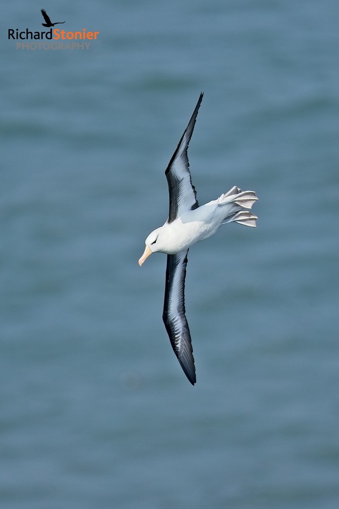 Black-browed Albatross