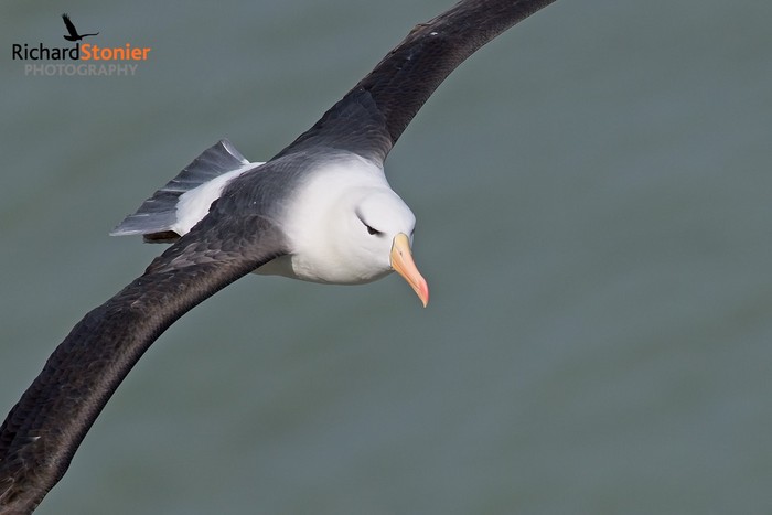 Black-browed Albatross