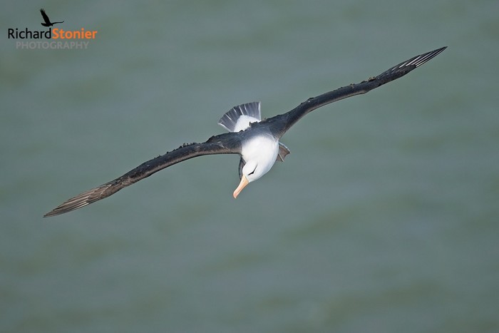 Black-browed Albatross