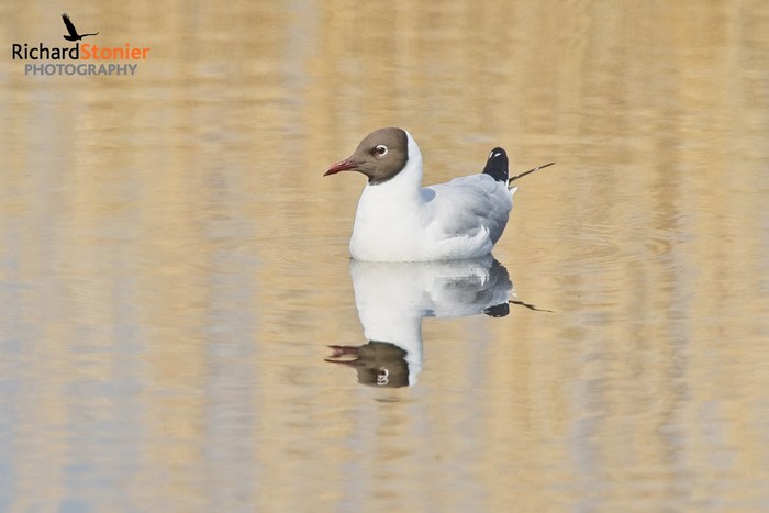 Black-headed Gull