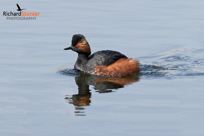 Black-necked Grebe