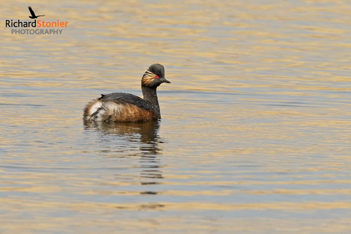 Black-necked Grebe