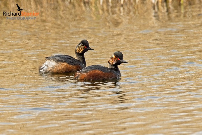 Black-necked Grebe