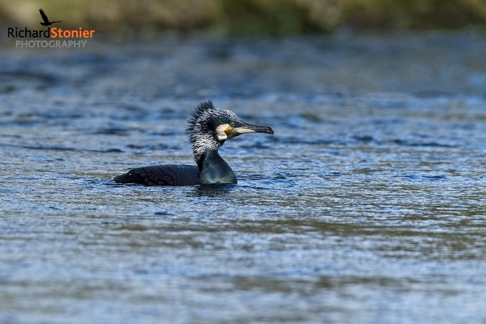 Cormorant