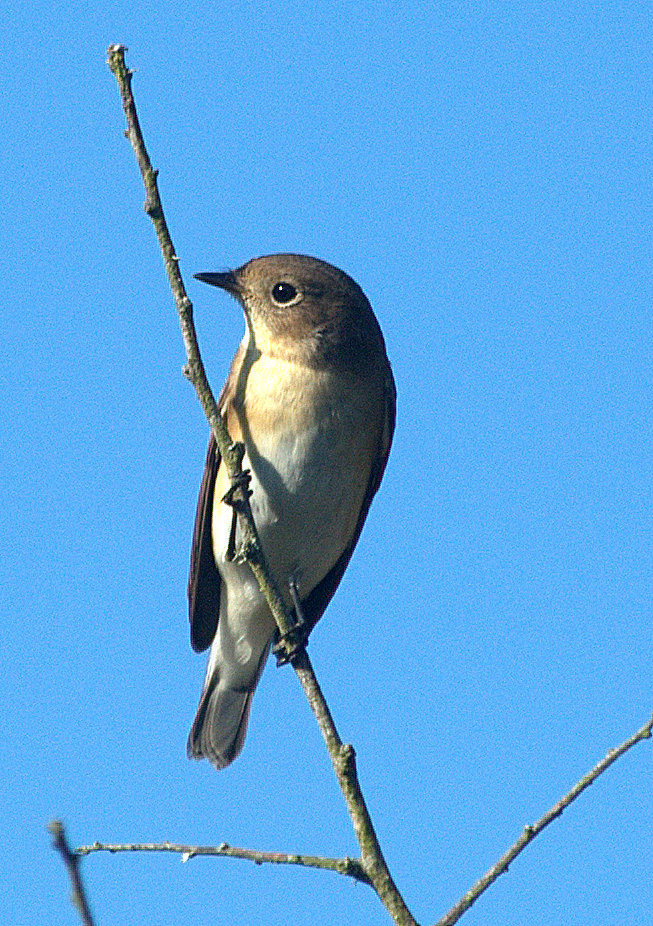 Red-breasted Flycatcher