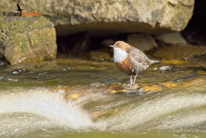 Dipper