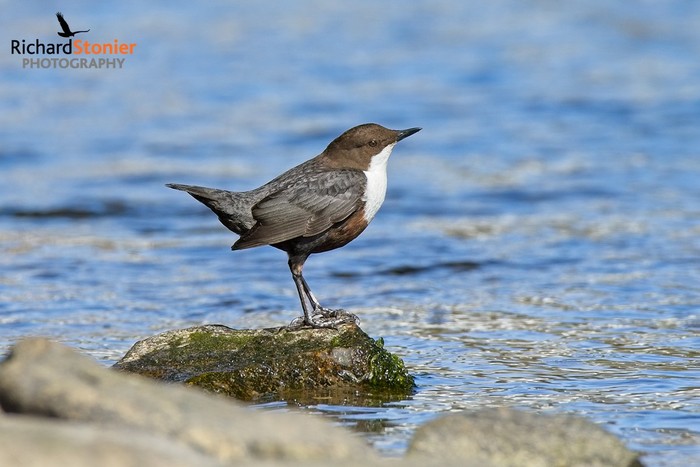 Dipper