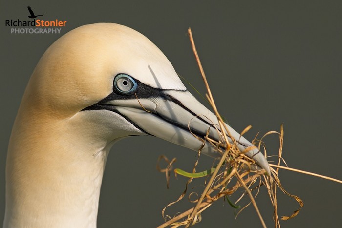 Gannet