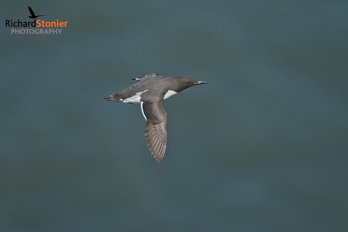 Guillemot