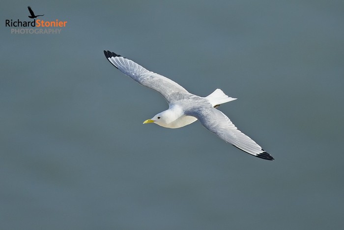 Kittiwake