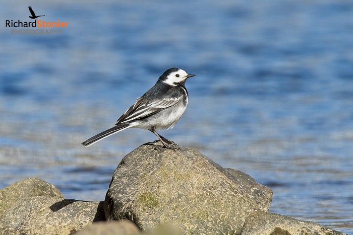 Pied Wagtail