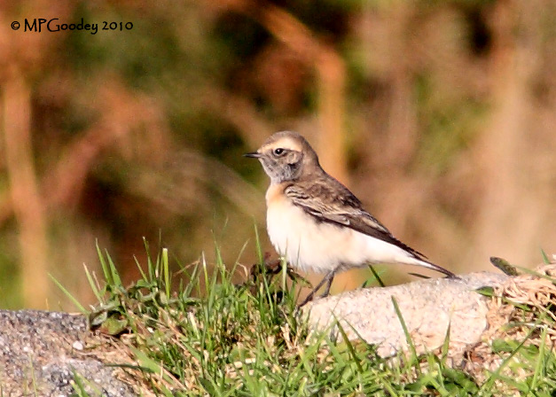 Pied Wheatear