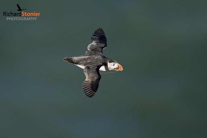 Puffin