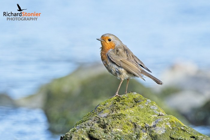 Robin