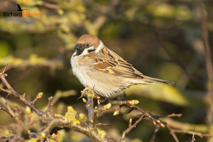 Tree Sparrow