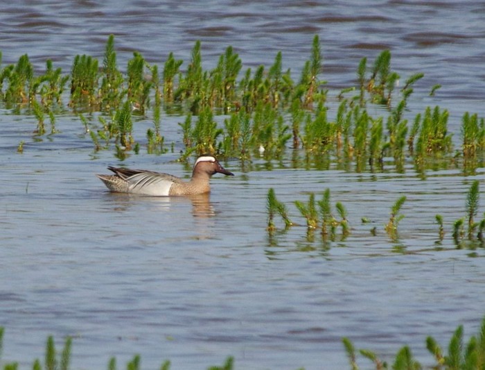 Garganey