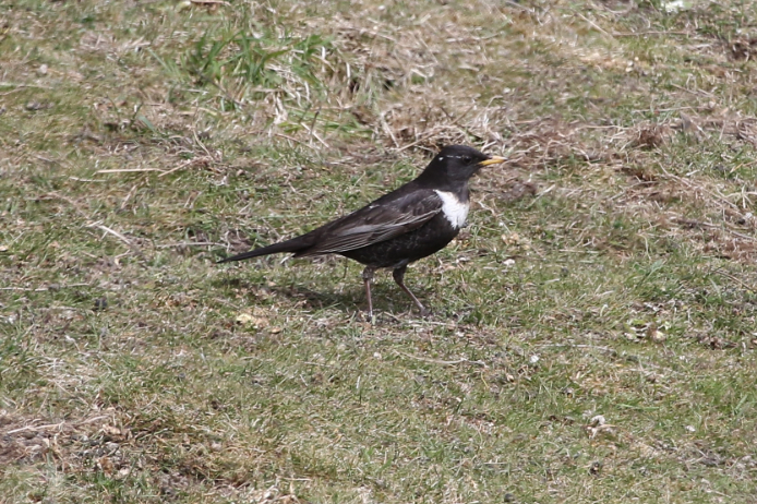 Ring Ouzel