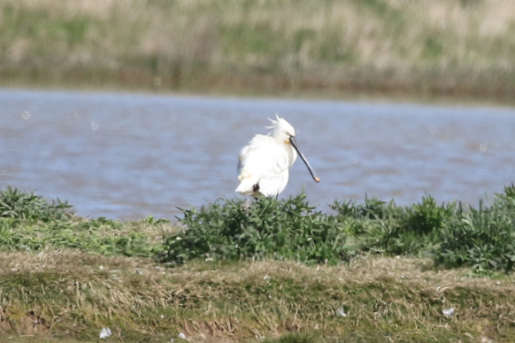 Spoonbill