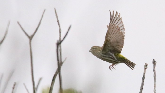 Serin