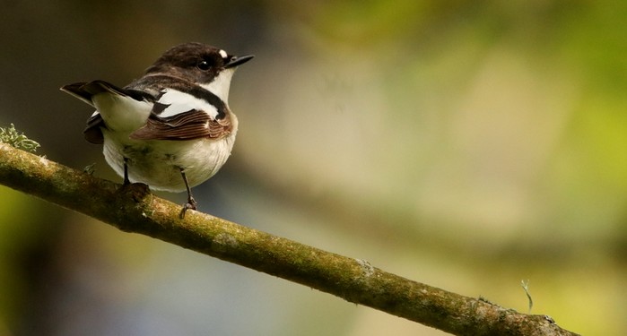Pied Flycatcher