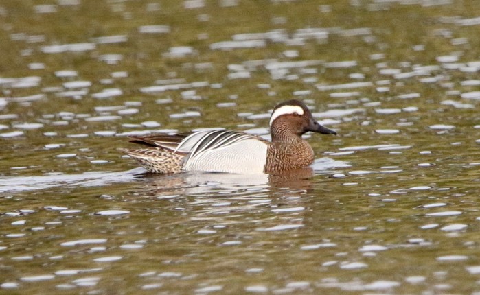 Garganey