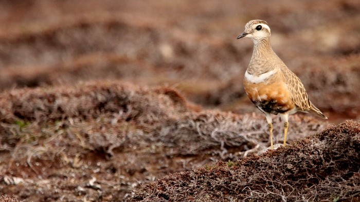 Dotterel