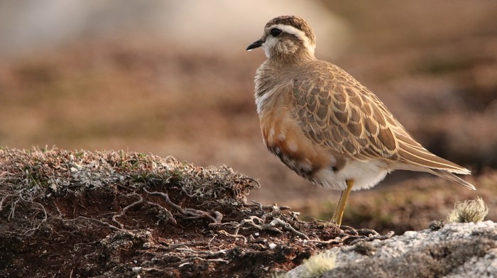 Dotterel