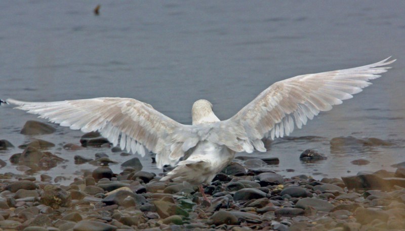 Iceland Gull