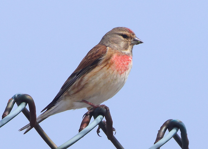 Linnet